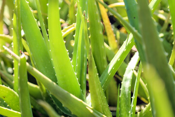 Close up fresh green aloe vera plant in the herb garden.