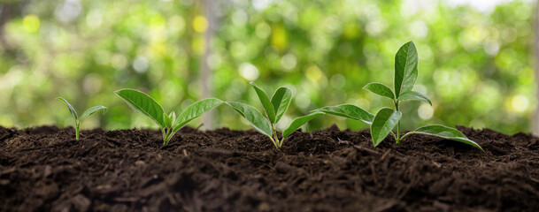 Sprout growth in garden soil. Agriculture, organic gardening and ecology. Close up, banner. - obrazy, fototapety, plakaty