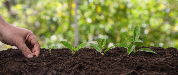 Farmer hand and fresh young seedling on the fertile soil. Sprout growth in garden, close up