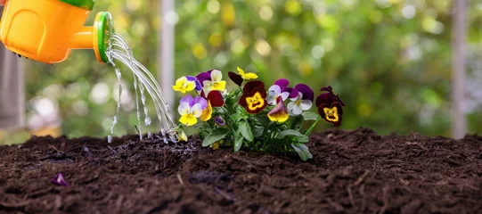 Deurstickers Garden work, children play and fun. Kids watering can water fresh pansy flower in soil close up © Rawf8