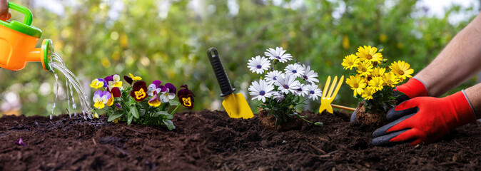 Hand plant daisy. Garden tool and flower plant on soft soil, close up. Spring gardening work