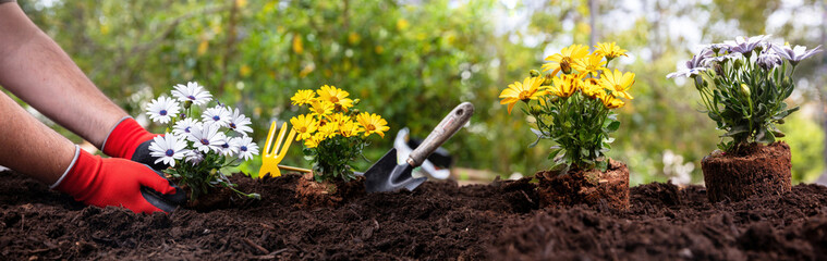 Hand plant daisy. Garden tool and flower plant on soft soil, close up. Spring gardening work