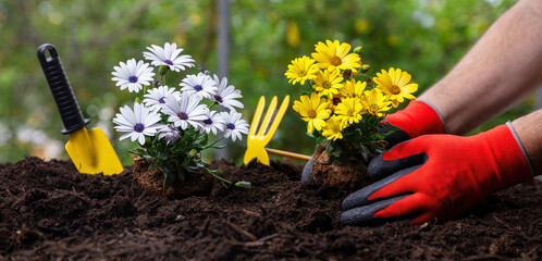 Hand plant daisy. Garden tool and flower plant on soft soil, close up. Spring gardening work