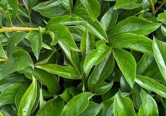 Unusual background. Plant in greenhouse at garden. Creative planting, reusing, organic growth, eco-friendly concept.