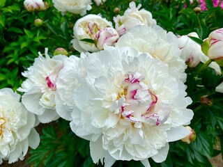 Gorgeous buds of unusual white peony flowers close up. Fresh bush of peonies. Beautiful blooming of summer flowers close up in the garden, selective focus.