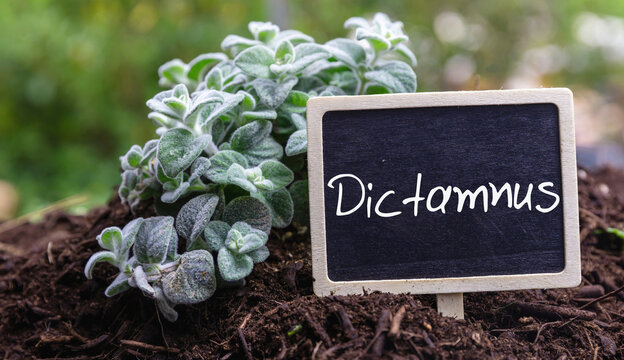 Dictamnus Origanum, Cretan dittany, wild aromatic plant. Text on label, Greek diktamos close up.
