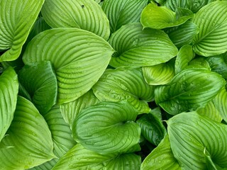 Fototapeta na wymiar Background on green leaves of hosta plant. freshness concept. Natural leaves of green plant, eco concept. Sustainable energy.