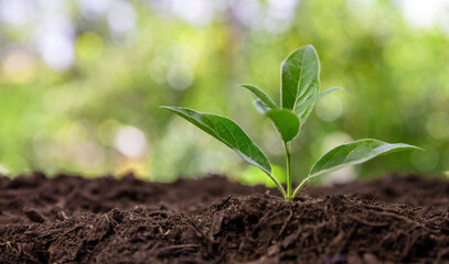 Sprout growth in garden soil, close up. Agriculture, ecology and new life concept.