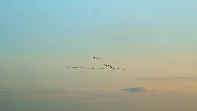 Follow leaders: flock of geese flying in an imperfect v formation. Blue sunset sky with migratory birds.