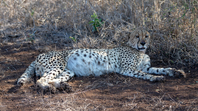 Male Cheetah [acinonyx jubatus] with full stomach after feeding
