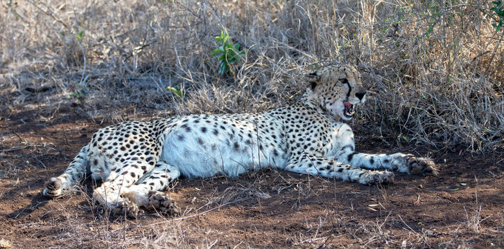 Cheetah [acinonyx jubatus] in Africa licking his lips after feeding