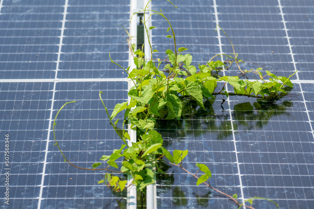 Wall mural weeds covering solar panels because lack of maintenance.