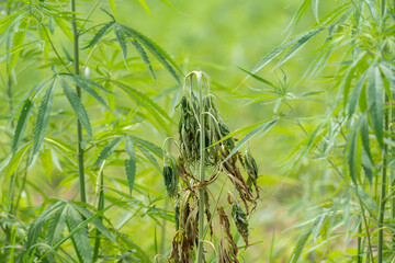 Fusarium wilt disease of cannabis in field caused by fungi and over watering.
