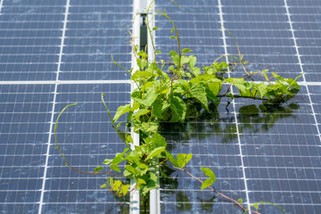 Weeds covering solar panels because lack of maintenance.