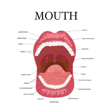 Visual aid of human open mouth anatomy and dentistry.Structure of oral cavity. Human mouth anatomy model with captions. Infographic design for educational poster. Vector illustration flat design