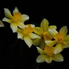 daffodils on black