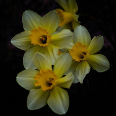 Obraz na płótnie Canvas daffodil on black