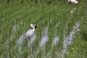 ナマズをゲットしたアオサギ