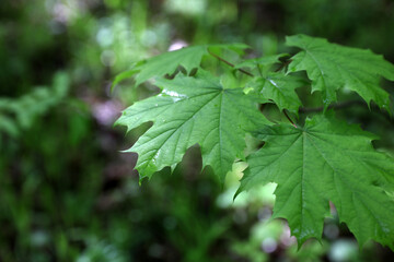 Forest summer landscape, Russia