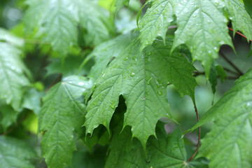 Forest summer landscape, Russia