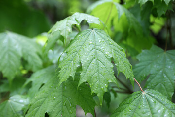 Forest summer landscape, Russia