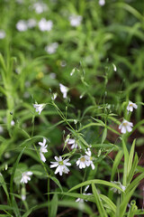 Summer landscape, small white flowers, Russia