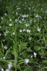 Summer landscape, small white flowers, Russia