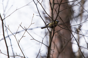 Sikorka ptak na drzewie