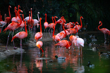 Fototapeta na wymiar A group of flamingoes. Pink flamingos against green background. Phoenicopterus roseus, flamingo family.