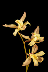 Yellow orchid isolated on black background.