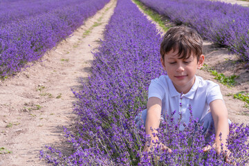 White caucasian boy dipped his hands into a purple lavender bush in a field enjoying the strong aroma