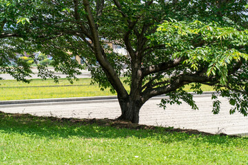 近所の公園