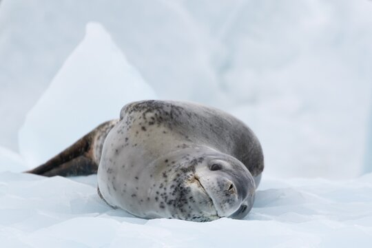 Seeleopard (Hydrurga leptonyx) auf einer Eisscholle in der Antarktis in der Cierva Cove