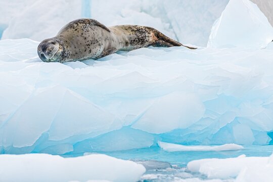 Seeleopard (Hydrurga leptonyx) auf einer Eisscholle in der Antarktis in der Cierva Cove