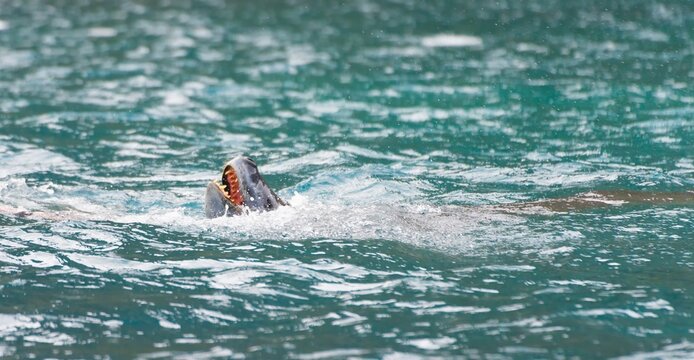 
Seeleopard (Hydrurga leptonyx) im Wasser  in der Antarktis in der Cierva Cove jagt Pinguine
