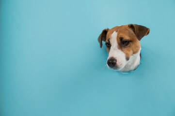 Funny dog muzzle from a hole in a paper blue background. Copy space. 