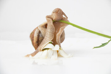 grape snail crawls on a branch of chamomile on a white background