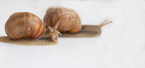 two grape snails crawl for speed on a white background, the concept of speed victory of two rivals