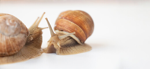 two grape snails crawl on a white background. Banner. concern for nature.