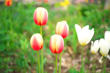 チュ－リップのお花畑