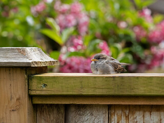 P5280207 juvenile house sparrow (Passer domesticus) resting on fence cECP 2022