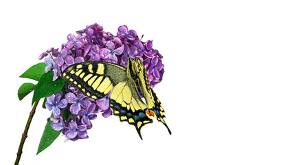 colorful swallowtail butterfly on a branch of blooming lilac in water drops isolated on white. copy...