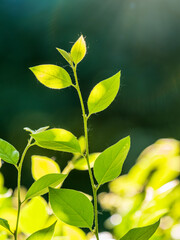 Green bushes with young leaves in the sunset