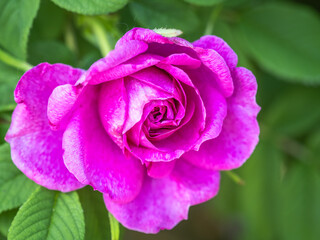 Blooming rosehip flower, beautiful pink flower on a bush branch. Beautiful natural background of blooming greenery.