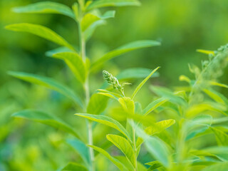 Young plants with green fresh shoots of Spiraea salicifolia