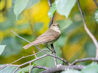 Common chiffchaff, lat. phylloscopus collybita, sitting on branch of bush in spring and looking for food