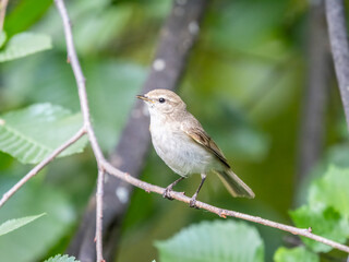 Common chiffchaff, lat. phylloscopus collybita, sitting on branch of bush in spring and looking for food