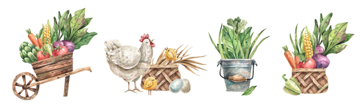 Set of watercolor illustrations farmhouse, harvest, vegetables and fruits, poultry.Сart with vegetables, . bucket of greens, chicken with a basket of eggs, basket of vegetables.