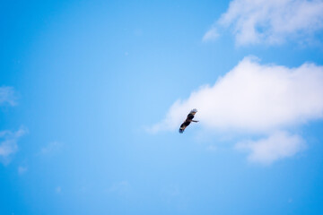 The bird of prey Black Kite flying in blue Sky