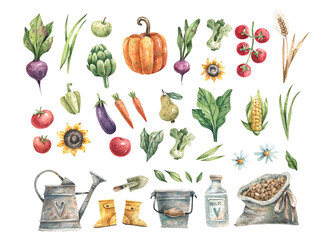Set of hand-drawn watercolor illustrations of vegetables, fruits, farm equipment on a white background. Organic vegetables: pumpkin, artichoke, beets, tomatoes, carrots, etc.